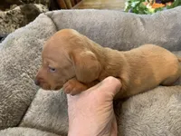 Mia. Smooth coat, a female Miniature Dachshund for sale in Lucedale, MS – Photo 4 of 7