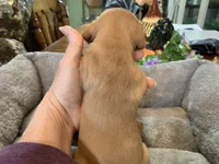 Mia. Smooth coat, a female Miniature Dachshund for sale in Lucedale, MS – Photo 2 of 7