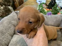 Mia. Smooth coat, a female Miniature Dachshund for sale in Lucedale, MS – Photo 5 of 7