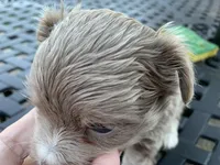 Moose long hair , a male Chihuahua for sale in Lucedale, MS – Photo 2 of 6