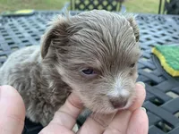 Moose long hair , a male Chihuahua for sale in Lucedale, MS – Photo 4 of 6