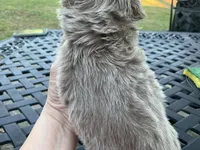 Moose long hair , a male Chihuahua for sale in Lucedale, MS – Photo 6 of 6