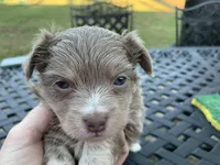 Moose long hair , a male Chihuahua for sale in Lucedale, MS – Photo 3 of 6