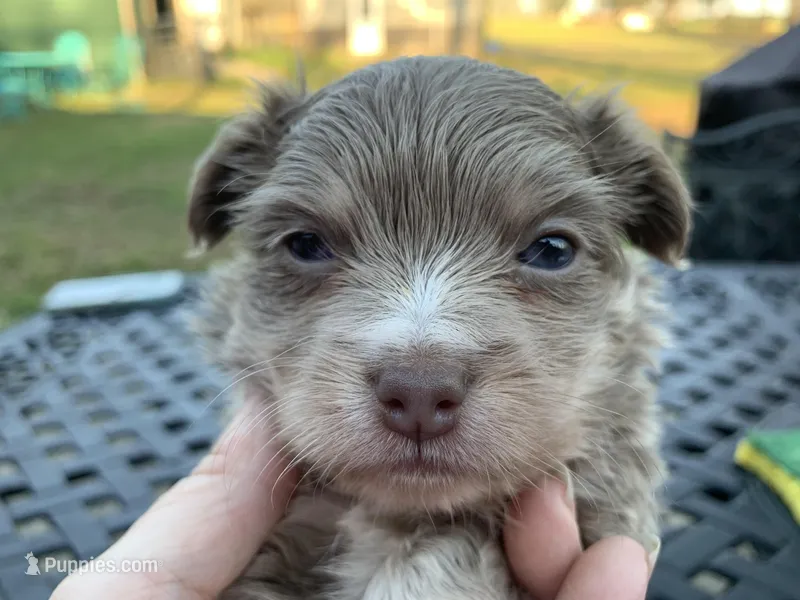 Moose long hair , a male Chihuahua for sale in Lucedale, MS – Photo 1 of 6