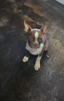 Trixie , a female Boston Terrier for sale in Lucedale, MS – 1 of 1