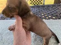 Willy shaded red piebald , a male Miniature Dachshund for sale in Lucedale, MS – Photo 2 of 7