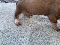 Willy shaded red piebald , a male Miniature Dachshund for sale in Lucedale, MS – Photo 6 of 7