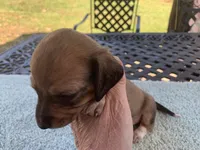 Willy shaded red piebald , a male Miniature Dachshund for sale in Lucedale, MS – Photo 1 of 7