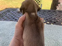 Willy shaded red piebald , a male Miniature Dachshund for sale in Lucedale, MS – Photo 3 of 7
