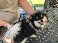 Rambo t/cup, a male Pomeranian for sale in Lucedale, MS – 10 of 10
