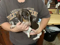 Drake , a male Miniature Dachshund for sale in Lucedale, MS – 9 of 9