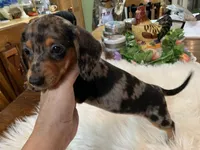 Lucy smooth coat, a female Miniature Dachshund for sale in Lucedale, MS – 6 of 9