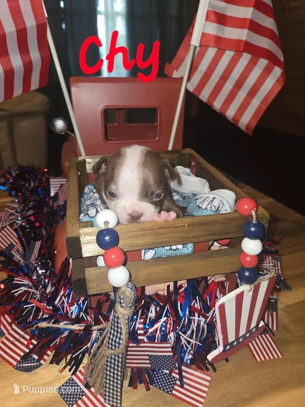 Chy – Boston Terrier puppy for sale in Lucedale, MS