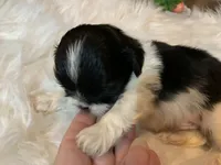 Henry, a male Shih Tzu for sale in Lucedale, MS – 1 of 8