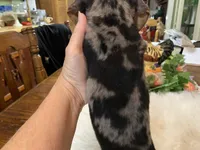 Lucy smooth coat, a female Miniature Dachshund for sale in Lucedale, MS – 5 of 9