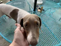 Lucy smooth coat, a female Miniature Dachshund for sale in Lucedale, MS – 9 of 9