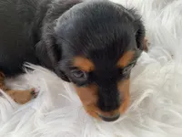 Long hair male, a male Miniature Dachshund for sale in Lucedale, MS – 2 of 10