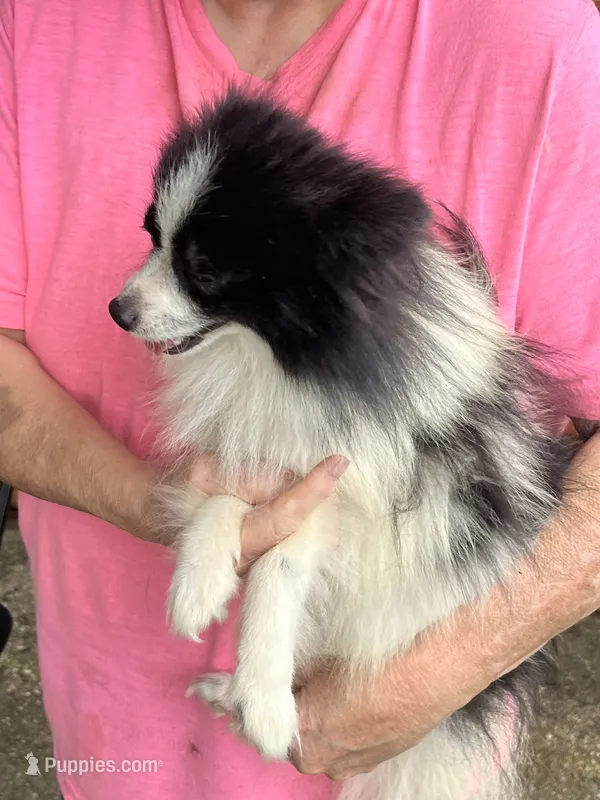 Leon t cup – Pomeranian puppy for sale in Lucedale, MS