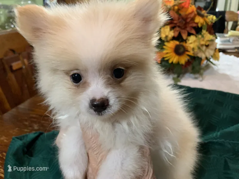 Leon t cup – Pomeranian puppy for sale in Lucedale, MS