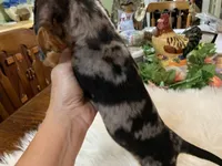 Lucy smooth coat, a female Miniature Dachshund for sale in Lucedale, MS – 7 of 9