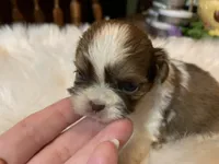 Betty, a female Shih Tzu for sale in Lucedale, MS – 2 of 6