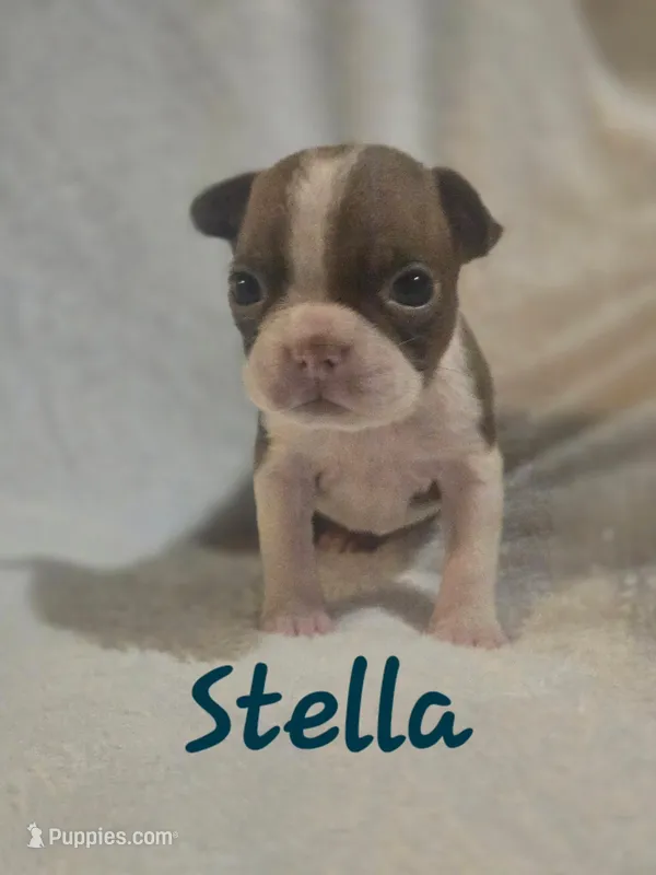Stella runt