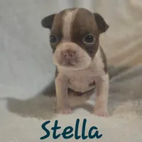 Stella reduced, a female Boston Terrier for sale in Lucedale, MS – Photo 1 of 5