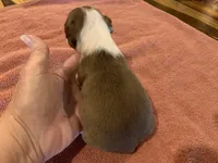 Stella runt, a female Boston Terrier for sale in Lucedale, MS – Photo 3 of 4