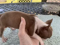 Stella reduced, a female Boston Terrier for sale in Lucedale, MS – Photo 5 of 5