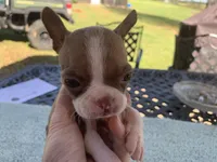 Stella reduced, a female Boston Terrier for sale in Lucedale, MS – Photo 3 of 5