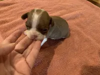 Stella runt, a female Boston Terrier for sale in Lucedale, MS – Photo 4 of 4