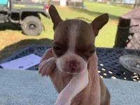 Stella reduced, a female Boston Terrier for sale in Lucedale, MS – Photo 2 of 5