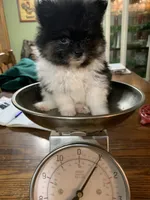 Rambo t/cup, a male Pomeranian for sale in Lucedale, MS – 2 of 10