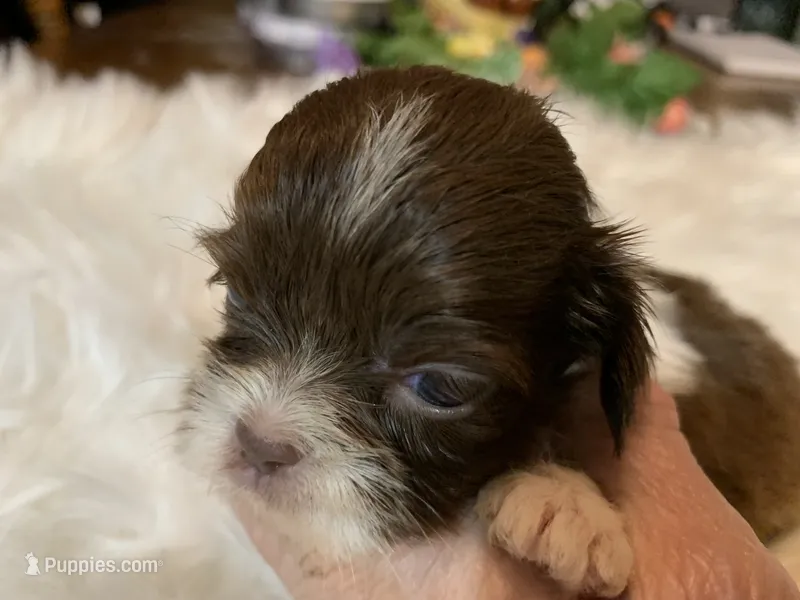 Coco – Shih Tzu puppy for sale in Lucedale, MS