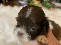 Coco, a female Shih Tzu for sale in Lucedale, MS – 1 of 7