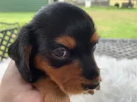 Long hair male, a male Miniature Dachshund for sale in Lucedale, MS – 4 of 10