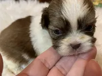 Betty, a female Shih Tzu for sale in Lucedale, MS – 6 of 6