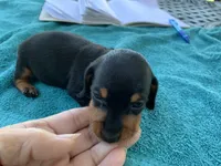 Sadie smooth coat, a female Miniature Dachshund for sale in Lucedale, MS – Photo 7 of 10