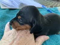 Sadie smooth coat, a female Miniature Dachshund for sale in Lucedale, MS – Photo 4 of 10