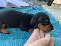 Sadie smooth coat, a female Miniature Dachshund for sale in Lucedale, MS – Photo 6 of 10