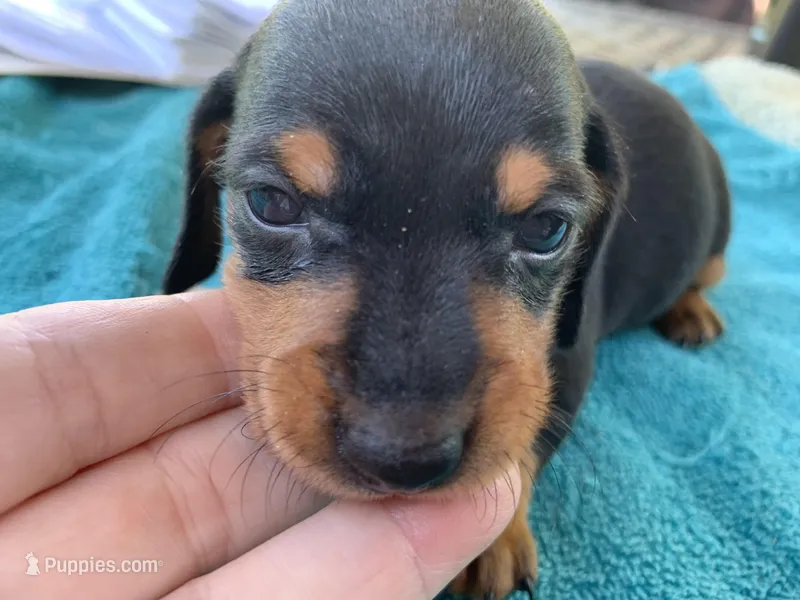 Sadie smooth coat – Miniature Dachshund puppy for sale in Lucedale, MS