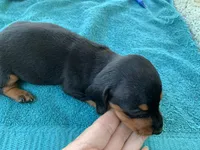 Sadie smooth coat, a female Miniature Dachshund for sale in Lucedale, MS – Photo 8 of 10