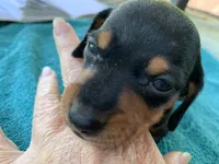 Sadie smooth coat, a female Miniature Dachshund for sale in Lucedale, MS – Photo 3 of 10