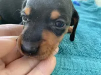 Sadie smooth coat, a female Miniature Dachshund for sale in Lucedale, MS – Photo 2 of 10