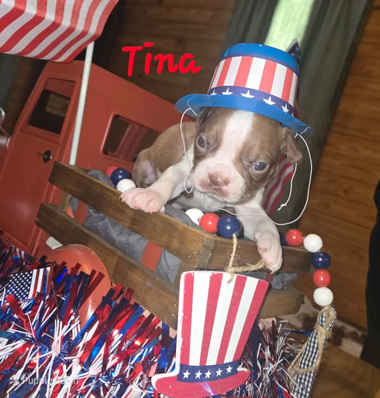 Tina – Boston Terrier puppy for sale in Lucedale, MS