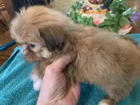 Sylvia , a female Shih Tzu for sale in Lucedale, MS – Photo 5 of 6