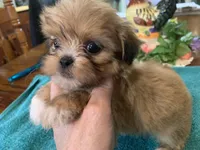 Sylvia , a female Shih Tzu for sale in Lucedale, MS – Photo 4 of 6