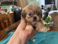 Sylvia , a female Shih Tzu for sale in Lucedale, MS – Photo 2 of 6