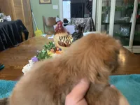 Sylvia , a female Shih Tzu for sale in Lucedale, MS – Photo 3 of 6