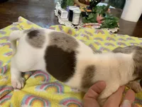 Bailey/smooth coat/dapple, a female Miniature Dachshund for sale in Lucedale, MS – Photo 7 of 9